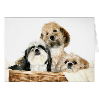 Dogs in laundry basket