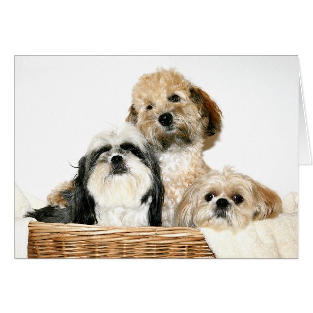 Dogs in laundry basket (Front Horizontal)