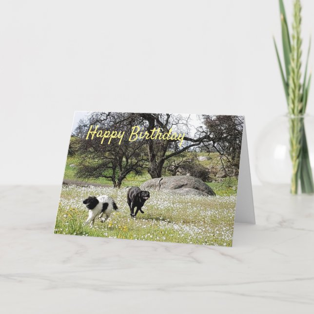 Dogs in Springtime Happy Birthday Greetings Card (Front)
