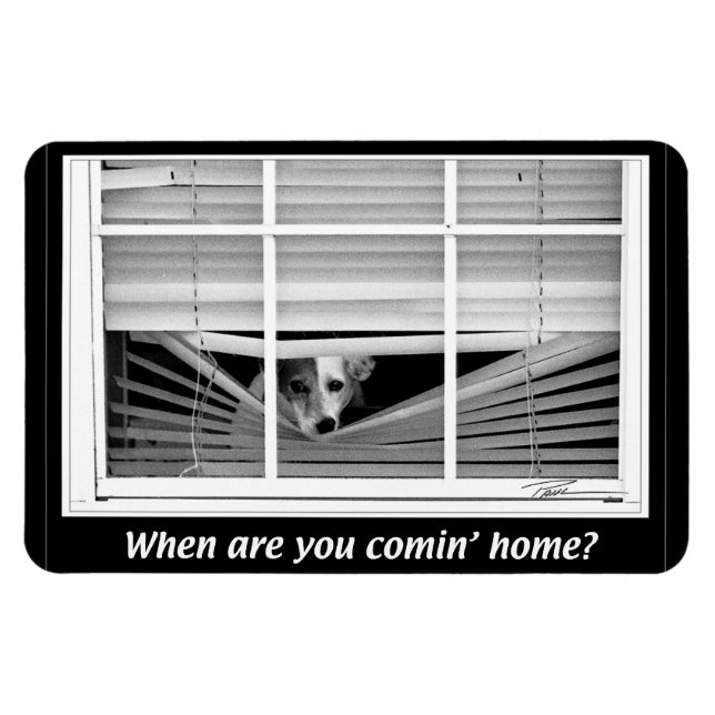 Dogs -  Jack Russels - When R U gonna B home? Magnet (Horizontal)