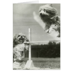 Dogs jumping over miniature high jump bar