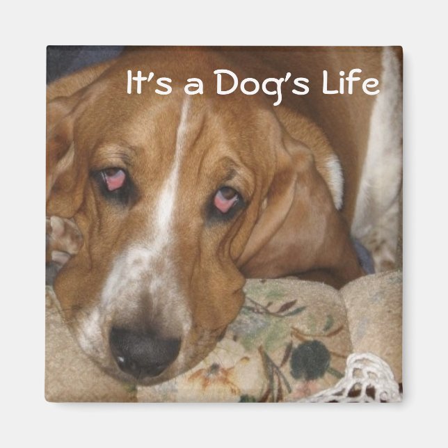 Dog's Life Magnet (Front)