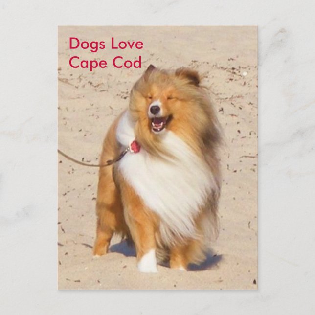Dogs Love Cape Cod Postcard (Front)