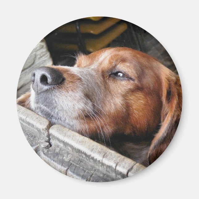 DOGS MAGNET (Front)
