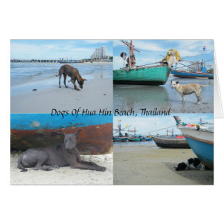Dogs Of Hua Hin Beach, Thailand
