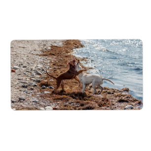 Dogs on beach