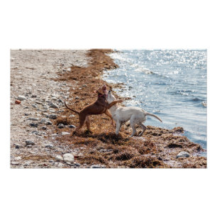 Dogs on beach photo print