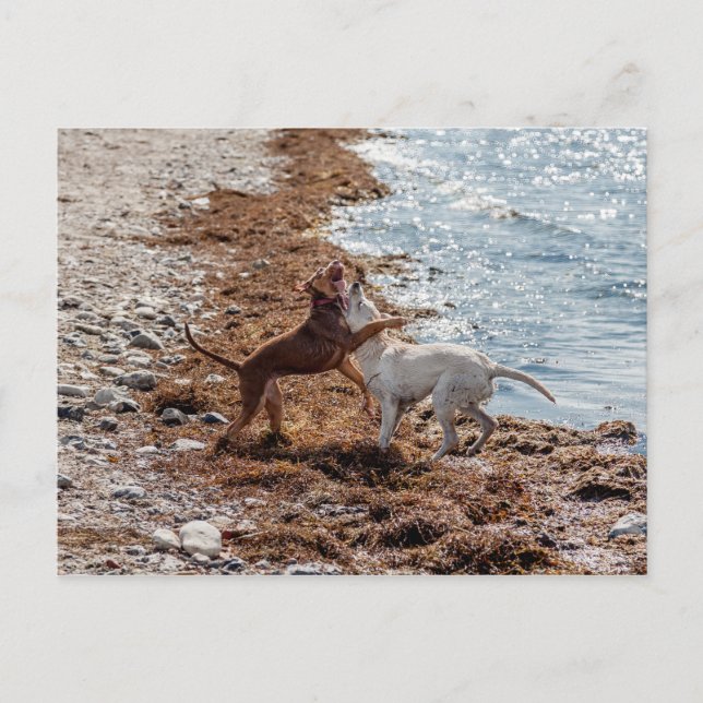Dogs on beach postcard (Front)