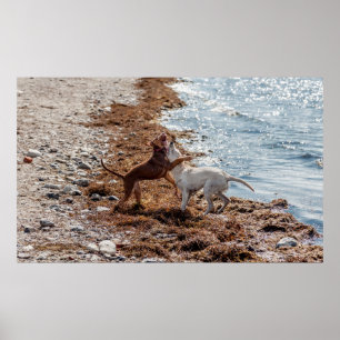 Dogs on beach poster