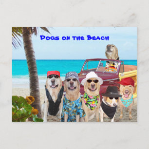Dogs on the Beach Postcard