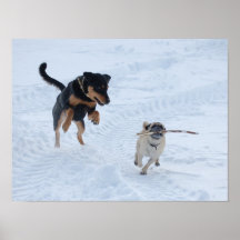 Dogs Playing in the Snow