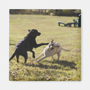 Dogs playing magnet