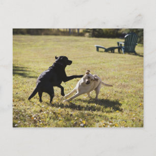 Dogs playing postcard