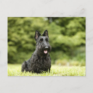 Dogs Postcard