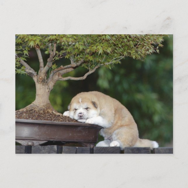 Dogs Postcard (Front)