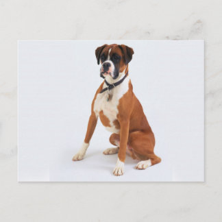 Dogs Postcard