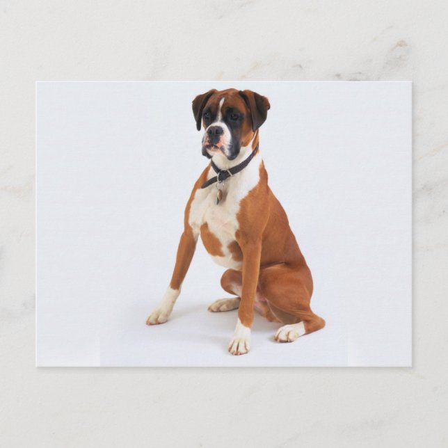 Dogs Postcard (Front)