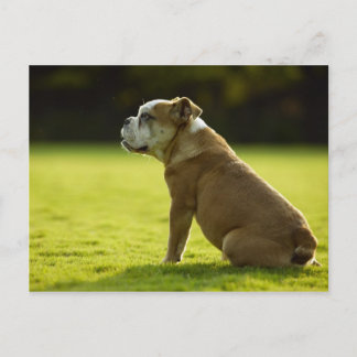 Dogs Postcard