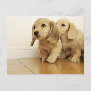 Dogs Postcard