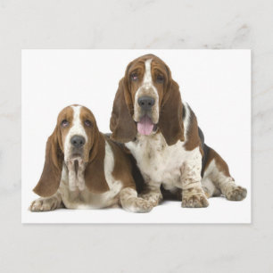 Dogs Postcard