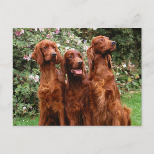 Dogs Postcard