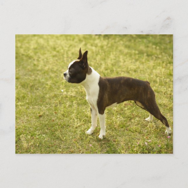 Dogs Postcard (Front)