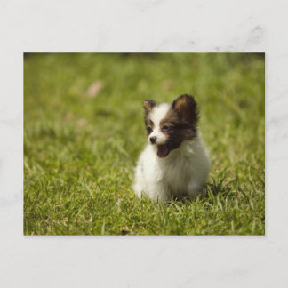 Dogs Postcard