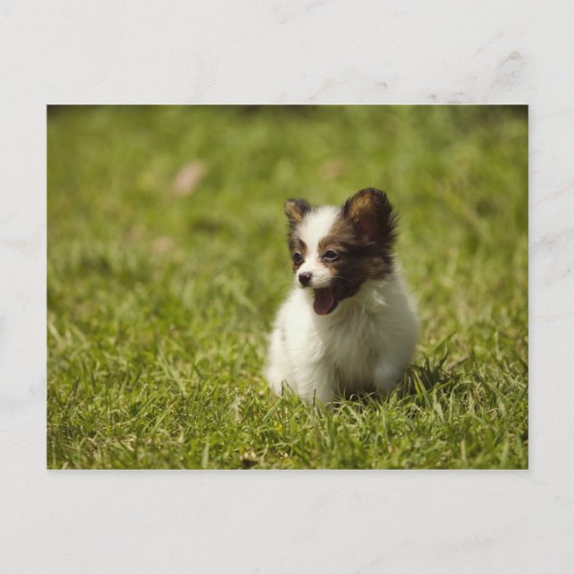 Dogs Postcard (Front)