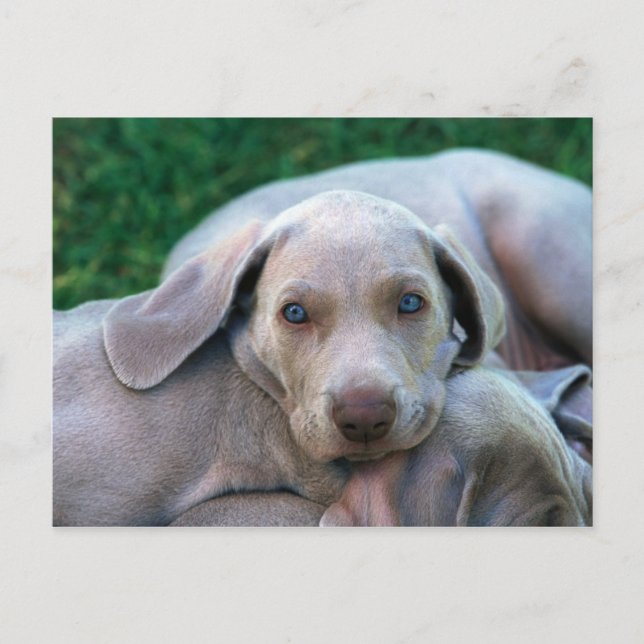Dogs Postcard (Front)