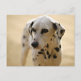 Dogs Postcard