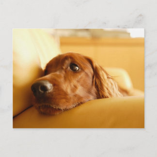 Dogs Postcard