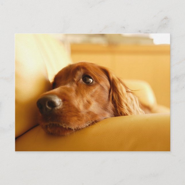 Dogs Postcard (Front)