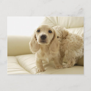 Dogs Postcard
