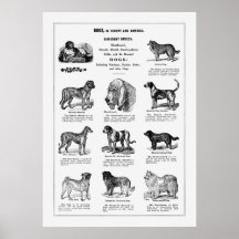 Dogs