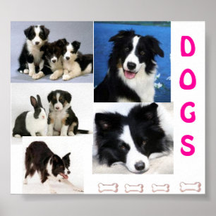 DOGS poster