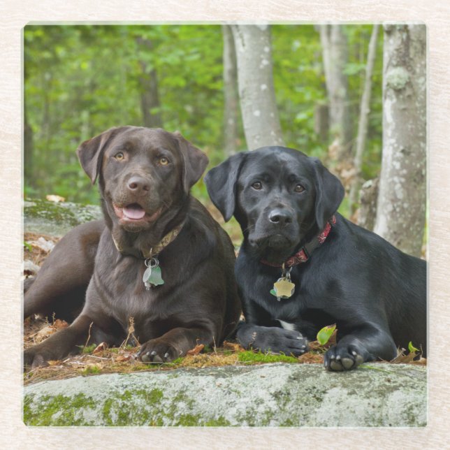 Dogs Puppies Black Lab Chocolate Labrador Retrieve Glass Coaster (Front)