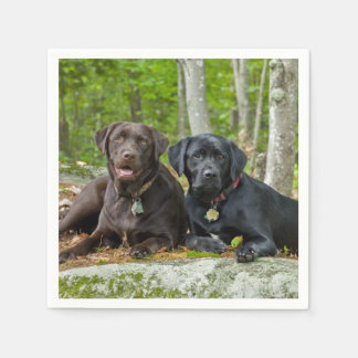Dogs Puppies Black Lab Chocolate Labrador Retrieve Napkin