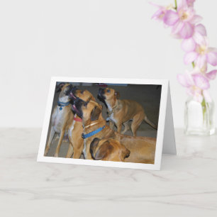 Dogs Sitting for Food Portrait Card