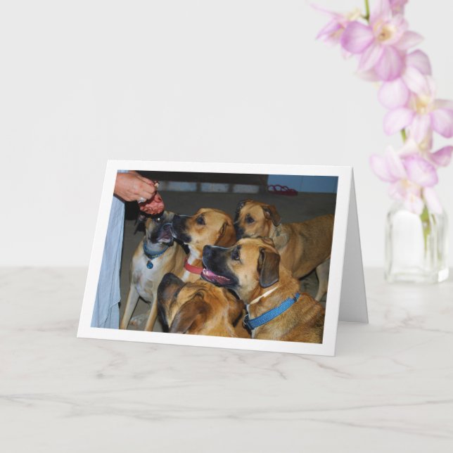 Dogs Sitting for Food Portrait Card (Orchid)