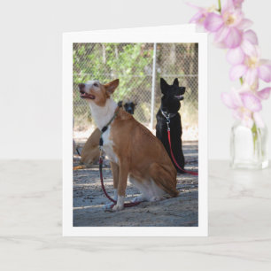 Dogs Sitting in Yard Card