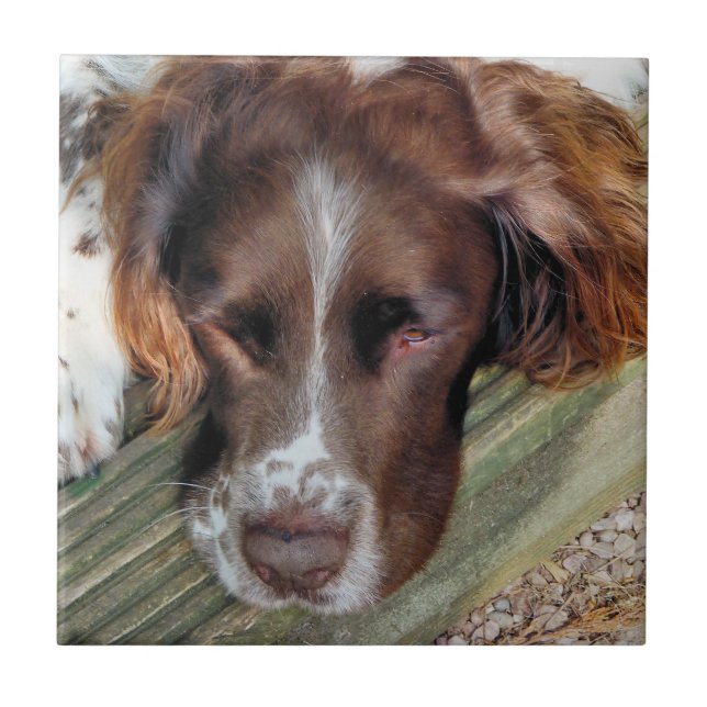 DOGS TILE (Front)