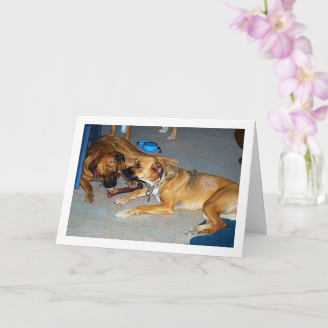 Dogs with Bone Card (Orchid)