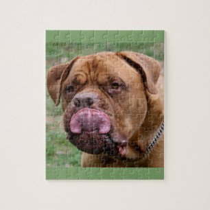 Dogue de Bordeaux 8x10 photo puzzle