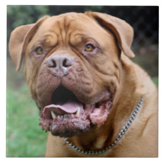 Dogue de bordeaux Ceramic Tile