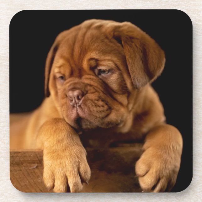 Dogue de Bordeaux - French Mastiff Puppy Dog Coaster (Front)