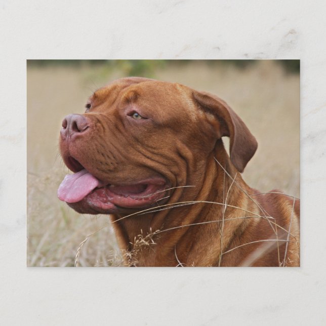 Dogue de Bordeaux Postcard (Front)