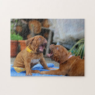 Dogue de Bordeaux puppies playing Jigsaw Puzzle