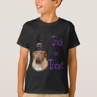 Dogue de Bordeaux Trick