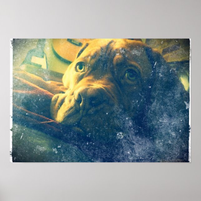 Dogue de Bordeaux vintage inspired poster (Front)