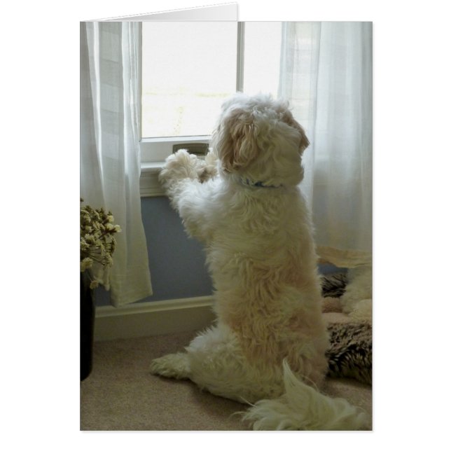 Dogvision (Front)